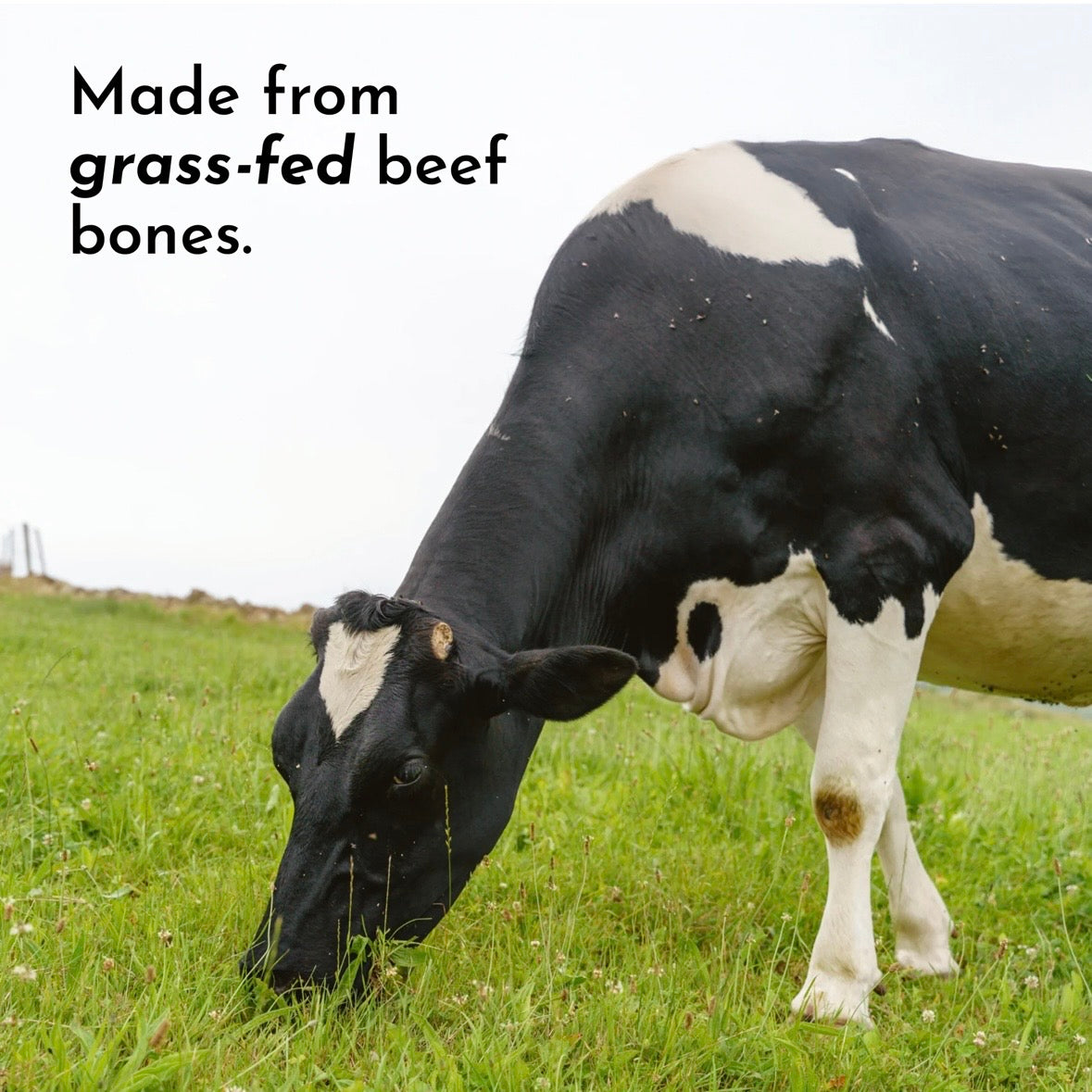 Chocolate Bone Broth Protein Powder