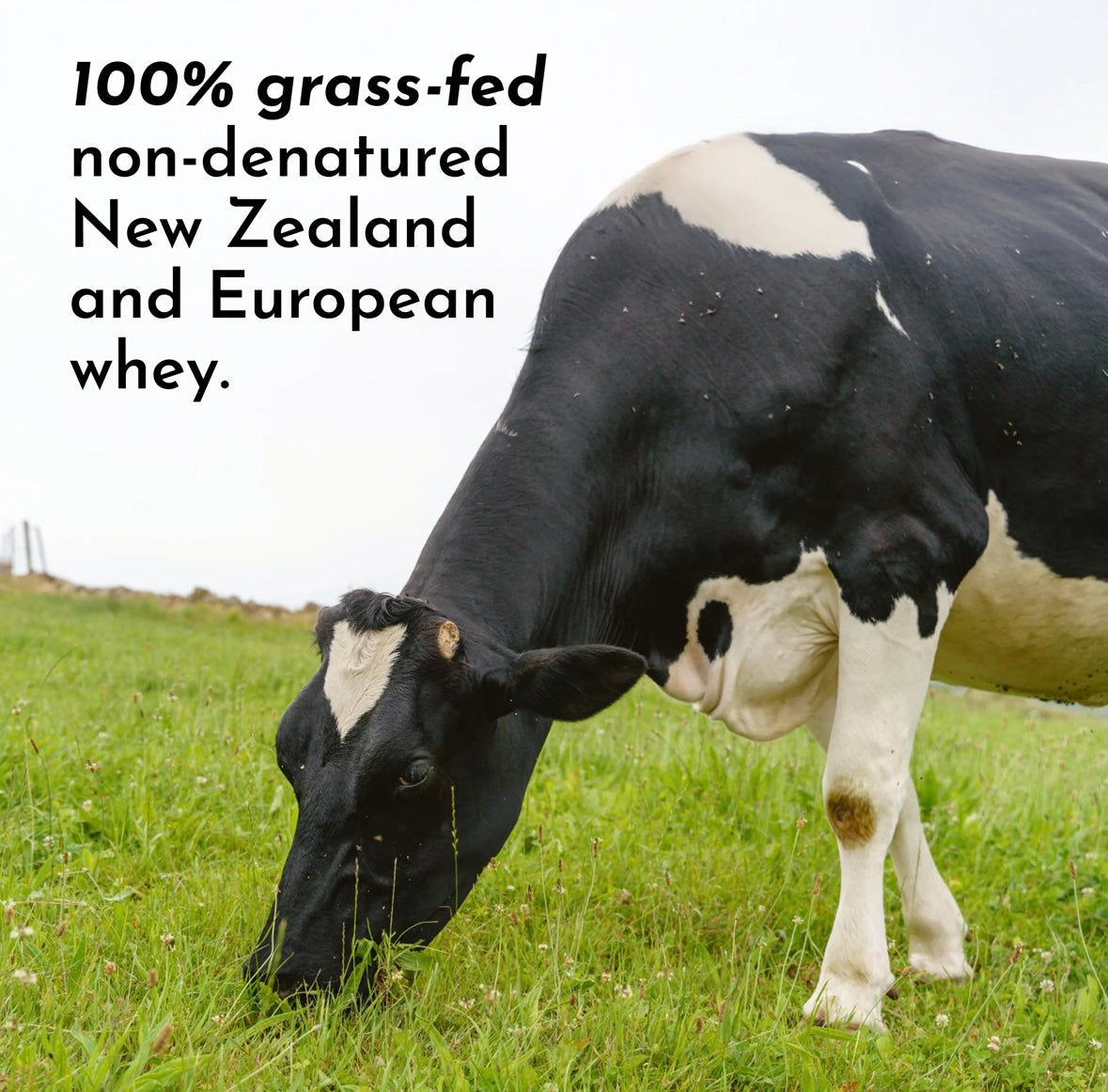 Mint Chocolate - Protein Powder